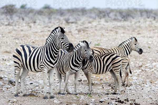 Plains zebras (Equus quagga) in Etosha National Park, animal, wild, wildlife, safari, Okakuejo waterhole, Namibia, South West Africa, Africa