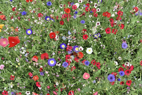 Colourful flower meadow, Schwaebisch Gmuend, Baden-Wuerttemberg, Germany, Europe