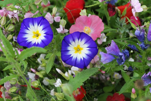 Dwarf morning glory (Convolvulus tricolor), yarrow (Achillea), mallow (Malva), yellow marguerites (Leucanthemum), poppy (Papaver rhoeas), Baden-Wuerttemberg, Germany, Europe