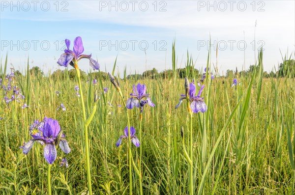 Siberian iris (Iris sibirica) in a wet meadow in the landscape. Bas-Rhin, Alsace, Grand Est, France, Europe