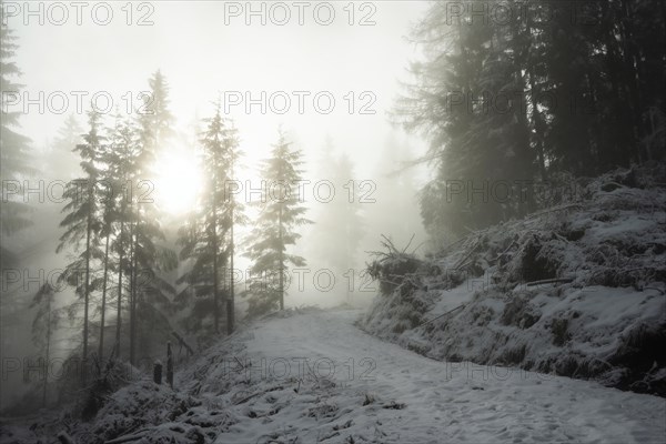 Winter landscape, forest, snow, fog, sun, Radenthein, Carinthia