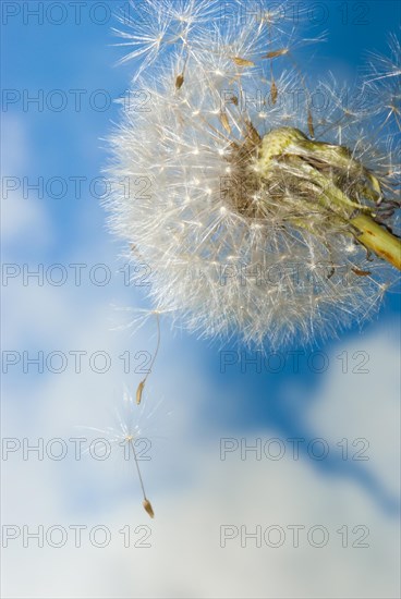 Common dandelion (Taraxacum ruderalia), seed head with seeds on a flying umbrella (pappus) in front of a blue sky with white clouds, dandelion, sunny, umbrella flyer, symbol for lightness and wishes, seeds detach and fly away, macro photograph, close-up, Lower Saxony, Germany, Europe