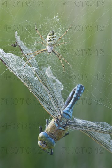 Wasp spider (Argiope bruennichi) with king dragonfly (Anax imperator), Emsland, Lower Saxony, Germany, Europe