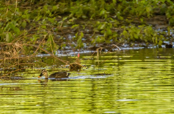 Single spot-billed duck swimming together in shallow river on sunny day