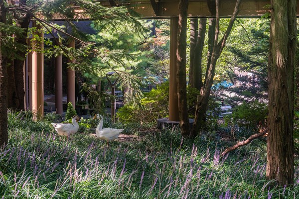 Two geese standing in small field of lavender under boardwalk in recreational forest park