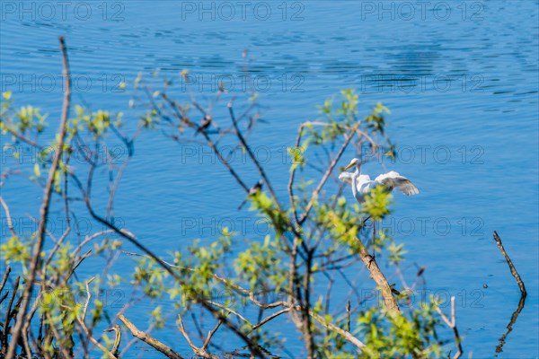 Great white egret landing a pile of drift wood in a lake of blue water with branches blurred out in the foreground