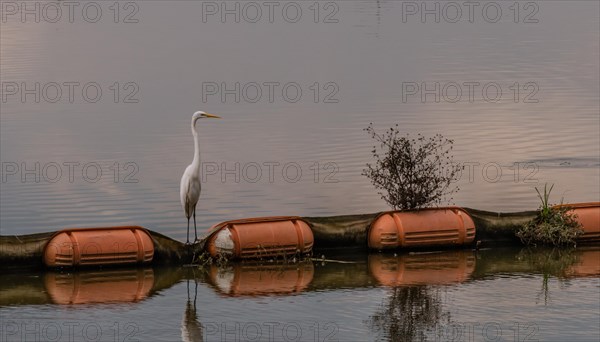 Closeup of white egret standing on orange float in river