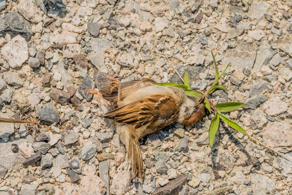 Dead sparrow lying on ground in gravel parking lot