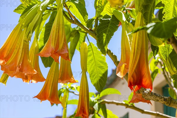 Orange-flowered angel trumpets (Brugmansia) against a blue sky in Sant'ilario, Elba, Tuscan Archipelago, Tuscany, Italy, Europe