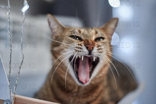 Image of a purebred Bengal cat lying on a hammock attached to a heater. Pet care concept. Mixed media