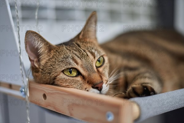 Image of a purebred Bengal cat lying on a hammock attached to a heater. Pet care concept. Mixed media