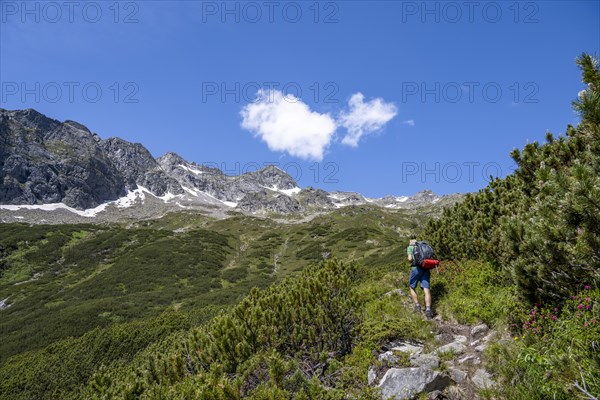 Mountaineer on a hiking trail through mountain pines, Berliner Hoehenweg, behind summit Schoenlahnerkopf and Kleiner Riffler, Zillertal Alps, Tyrol, Austria, Europe