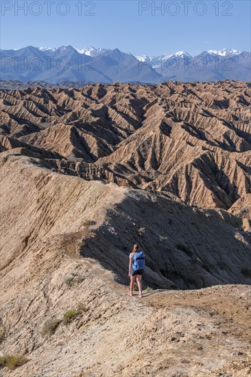 Hiker walking along a canyon, Tian Shan mountains in the background, eroded hilly landscape, Badlands, Valley of the Forgotten Rivers, near Bokonbayevo, Yssykkoel, Kyrgyzstan, Asia