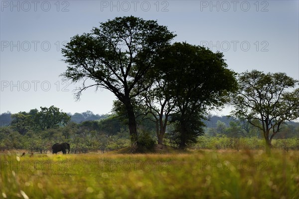 Elephant walking (Loxodonta africana) in BwaBwata National Park, landscape, african, Namibia, Africa