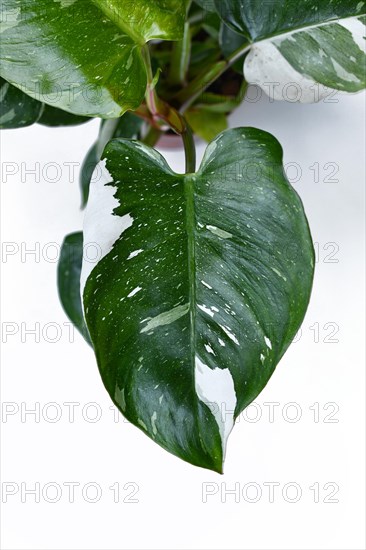Top view of leaf of tropical 'Philodendron White Princess' houseplant with white variegation with spot