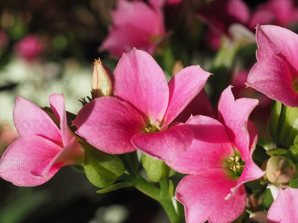 Kalanchoe pink flower