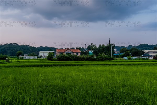 Landscape of house with a red tiled roof behind green bushes at the edge of a rice paddy with green sprouts under a cloudy sky in Korea