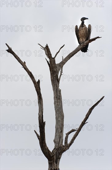 Vulture (Accipitriformes), on a dead tree, bird, threatening, symbol, symbolic, end, death, climate change, drought, vulture, Botswana, Africa