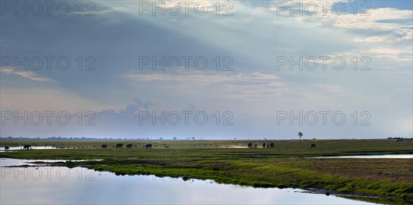 Elephant herd (Loxodonta africana), backlight, romantic, landscape, evening mood, dust, animal observation, riverbank, safari, travel, tourism, Chobe National Park, Botswana, Africa