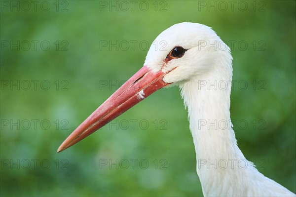 White stork (Ciconia ciconia), portrait, Bavaria, Germany, Europe