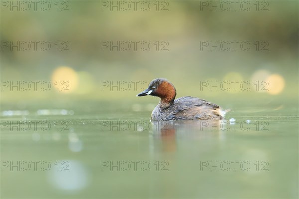 Little grebe (Tachybaptus ruficollis) swimming on a lake, Bavaria, Germany, Europe