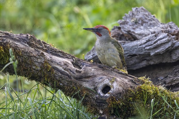 Iberian green woodpecker (Picus viridis sharpei) (Picus sharpei), male, province of Castile-Leon, Spain, Europe