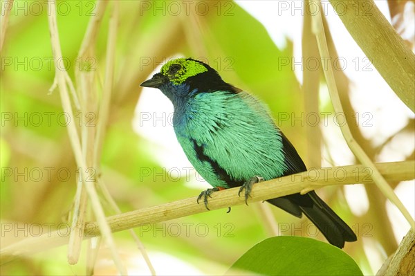 Paradise tanager (Tangara chilensis) sitting on a branch, Bavaria, Germany, Europe