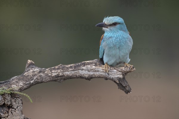 European Roller (Coracias garrulus), on branch, Castilla-La Mancha, Spain, Europe