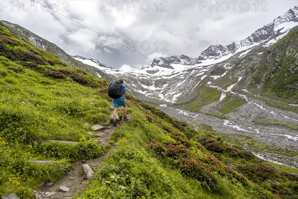 Mountaineers on a hiking trail between blooming alpine roses, view of the Schlegeisgrund valley, glaciated mountain peaks Hoher Weiszint and Dosso Largo with Schlegeiskees glacier, Berliner Hoehenweg, Zillertal, Tyrol, Austria, Europe