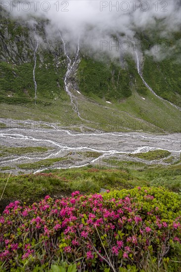 Mountain streams flow over steep mountain slopes into the Schlegeisgrund valley, cloudy rocky mountains, blooming alpine roses, Furtschaglhaus, Berliner Hoehenweg, Zillertal, Tyrol, Austria, Europe