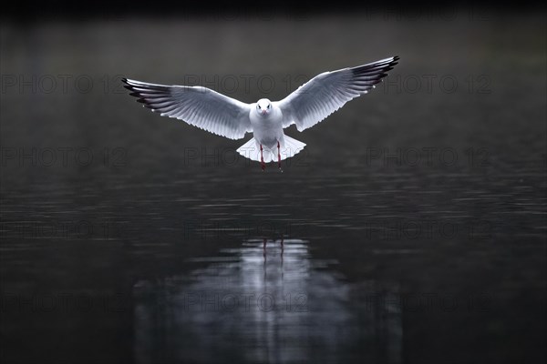 A black-headed gull landing, Lake Kemnader, Ruhr area, North Rhine-Westphalia, Germany, Europe