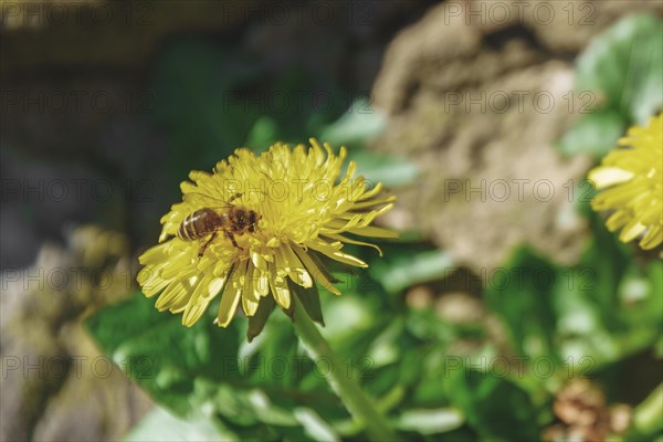 Bee collecting pollen from a yellow dandelion flower, Wuppertal Elberfeld, North Rhine-Westphalia, Germany, Europe