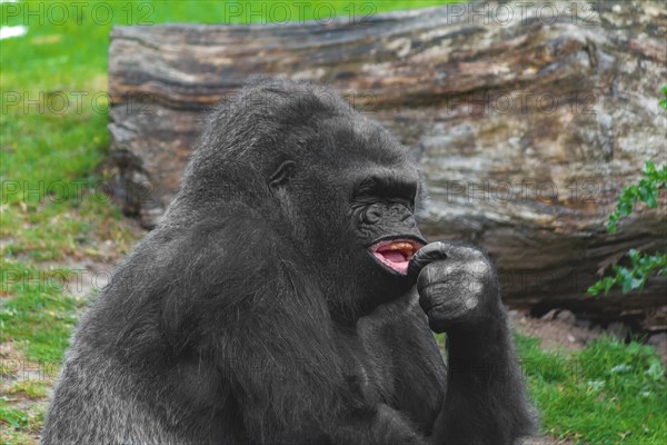 Gorilla eating, holding food in his hand, concentrated facial expression, Allwetterzoo Muenster, Muenster, North Rhine-Westphalia, Germany, Europe