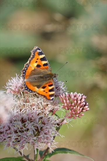 Small tortoiseshell (Aglais urticae), on common water aster (Asteraceae), Wilnsdorf, North Rhine-Westphalia, Germany, Europe