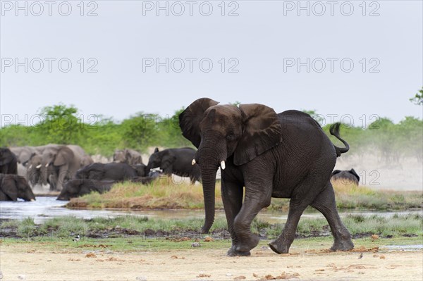 African elephant (Loxodonta africana) in Etosha National Park, herd, elephant herd, family, animal, wild, free living, wilderness, bathing, bathing, water, climate, safari, Rietfontein waterhole, Namibia, Africa