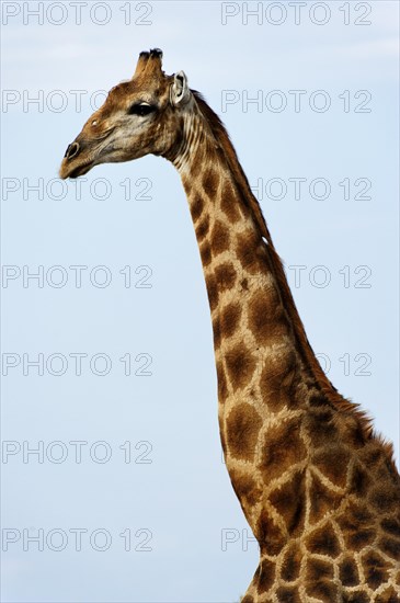 Angolan giraffe (Giraffa giraffa angolensis) in Etosha National Park, giraffe, single, lateral, side view, standing, single animal, steppe, savannah, Namibia, South West Africa, Africa