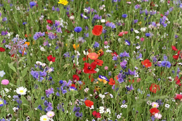 Cornflowers (Centaurea cyanus), yarrow (Achillea), mallow (Malva), yellow daisies (Leucanthemum), poppy (Papaver rhoeas), Baden-Wuerttemberg, Germany, Europe