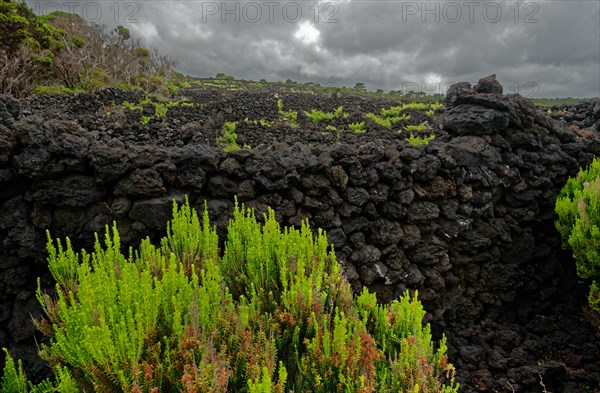 Black lava stone landscape with green willow bushes under dark clouds, north coast, Santa Luzia, Pico, Azores, Portugal, Europe