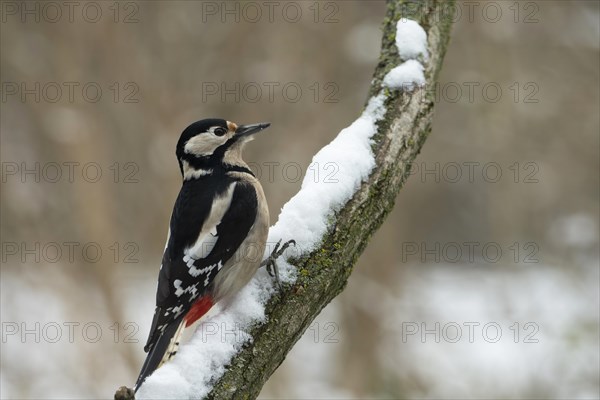 Great spotted woodpecker (Picoides major), snow, Lower Austria