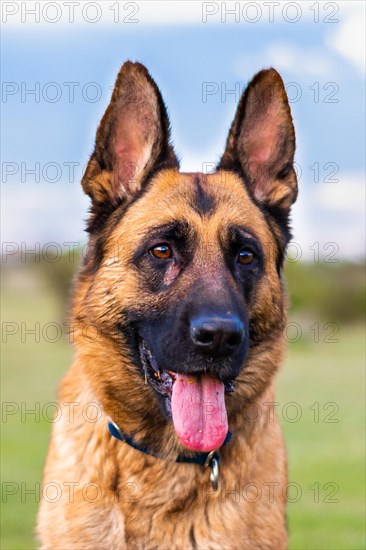 Portrait of adult German shepherd dog sticking out the tongue