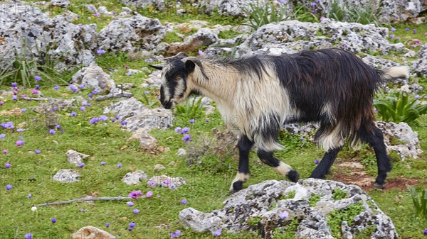 A goat (caprae) on grassy rocky land with purple flowers, Aradena Gorge, Aradena, Sfakia, Crete, Greece, Europe