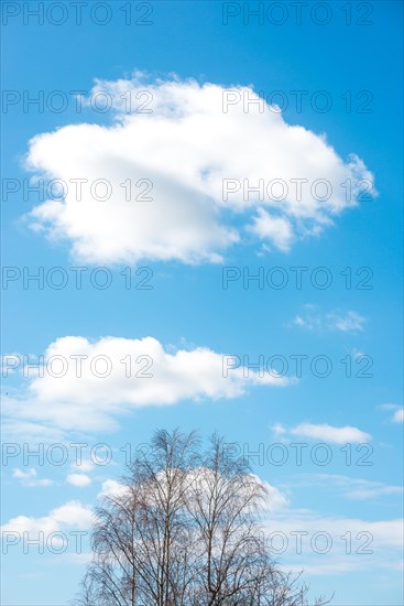 Bare treetops of the sand birch (Betula pendula) or sand birch or silver birch or silver birch or silver birch (syn.: Betula alba) (Betula verrucosa) in early spring in front of a bright blue sky with single fluffy white clouds, Lower Saxony, Germany, Europe