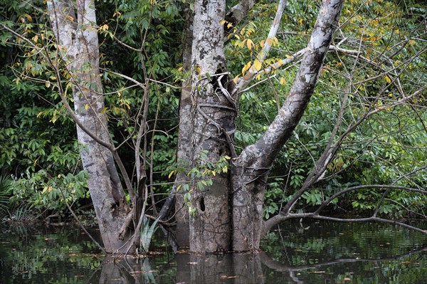 Giant rainforest tree in the flooded forest, Amazonas state, Brazil, South America