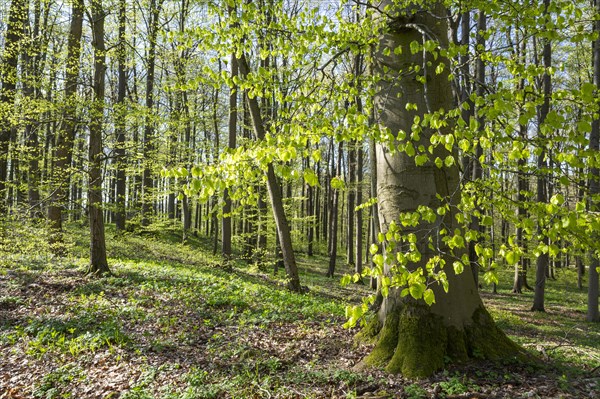 European beech forest, common beeches (Fagus sylvatica) in spring, Hainich National Park, Thuringia, Germany, Europe