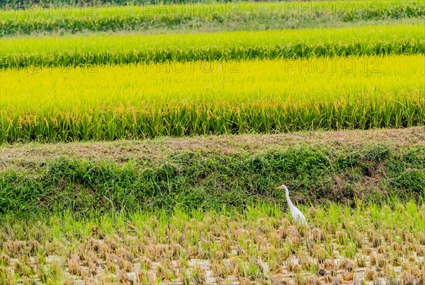 White snowy egret looking for food in a rice paddy on a sunny afternoon in South Korea