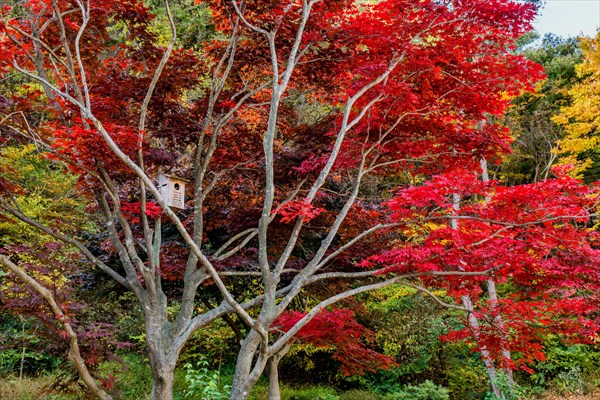 Wooden birdhouse secured to branch of maple tree in autumn colors