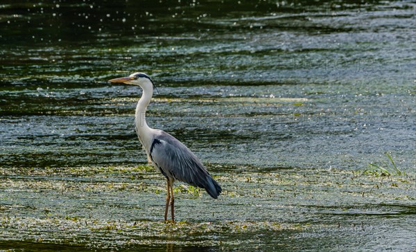 Little blue heron standing on a pebbled sandbar in a shallow river hunting for food