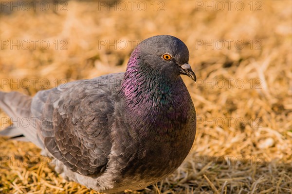 Close up of pigeon on the ground looking for food in dry brown grass