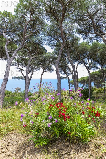 Red and purple flowering plants with pine trees behind them at the Tenuta delle Ripalte winery, Elba, Tuscan Archipelago, Tuscany, Italy, Europe