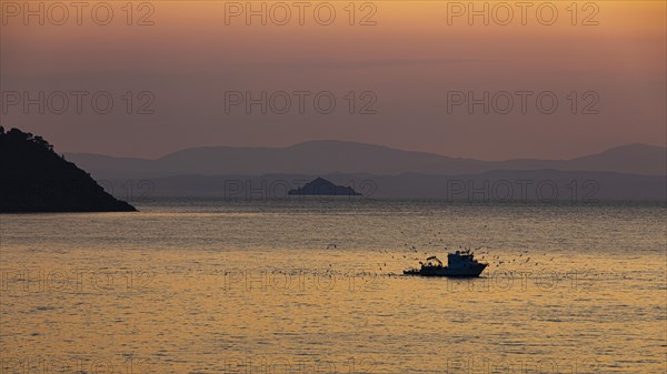 Seagulls circling a fishing boat in the Baia di Mola bay at sunrise, off Porto Azzurro, Elba, Tuscan Archipelago, Tuscany, Italy, Europe